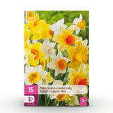 Green boutiQ - Bloembollen - Narcis Large Cupped mix - Kleur Geel i Wit - 15 stuks - Bolmaat 12/14 - XXL Pack
