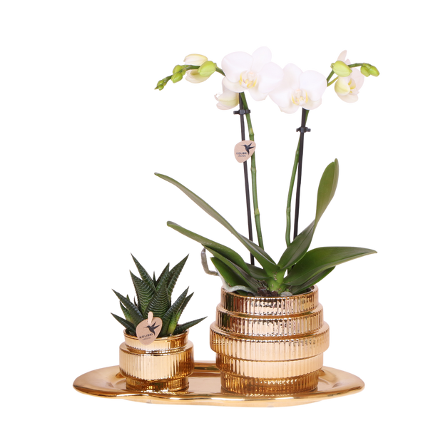 Orchidée Phalaenopsis blanche Mineral Amabilis et succulente - coffret Allure Shiny or - pot Ø9 cm