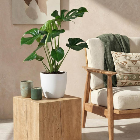 Green BoutiQ - Kamerväxtn - Monstera Deliciosa - Gatenplant - Weinig onderhoud - Groen - 1 Plant - met Potter Grijs - Kruka 21cm - Hoogte 70-80cm