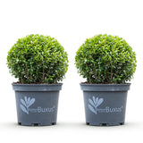Green boutiQ - Buxus Bol - BetterBuxus Skylight - Resistant tegen de Buxus Schimmel - 2 växtn - kruka 23cm bol 25cm