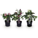 Green boutiQ - Tuinplant - Lenten Rose - Helleborus orientalis Double Tricolour - Roze - Rode - Witte Bloem -3 Växtn - Groenblijvend - Kruka 14cm Hoogte 35cm