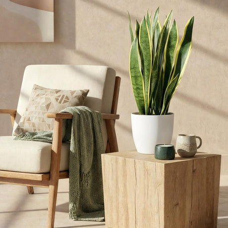 Green BoutiQ - Kamerväxtn - Utanevieria Laurentii - Vrouwentong - Weinig onderhoud - Groen - 1 Plant - met Potter Grijs - Kruka 21cm - Hoogte 70-80cm