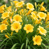 Hémérocalle Stella d'Oro - H 15-25 cm, pot Ø11 cm - photo 5