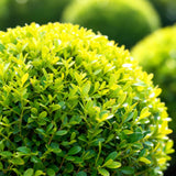 Green boutiQ - Buxus Bol - BetterBuxus Skylight - Resistant tegen de Buxus Schimmel - 2 växtn - kruka 23cm bol 25cm