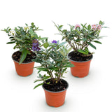 Green boutiQ - Trädgårdsväxt - Buddleja davidii Butterfly Candy Little Tricolour - Fjärilsbusk - Kompakt - Rosa-Vit-Lila - 3 Växter - Kruka 12cm - Höjd 20-25cm