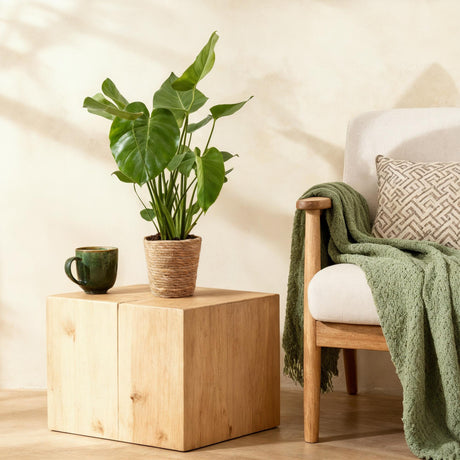 Green BoutiQ - Green is... Kamerväxtn - Monstera Deliciosa - Gatenplant - Weinig onderhoud - met mand - Groen - 1 Plant - Kruka 17cm - Hoogte 50-55cm