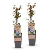 Myrtillier Jersey - H 50 cm, pot Ø15 cm