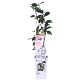 Trachelospermum 'Star of Ibiza' - Toscaanse Jasmijn Roze - Ø15cm - ↕65cm