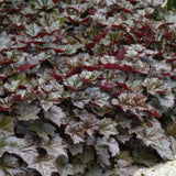 Heuchère Palace Purple en godet - Heuchera micrantha - H 10-25 cm, pot Ø9 cm - photo 6