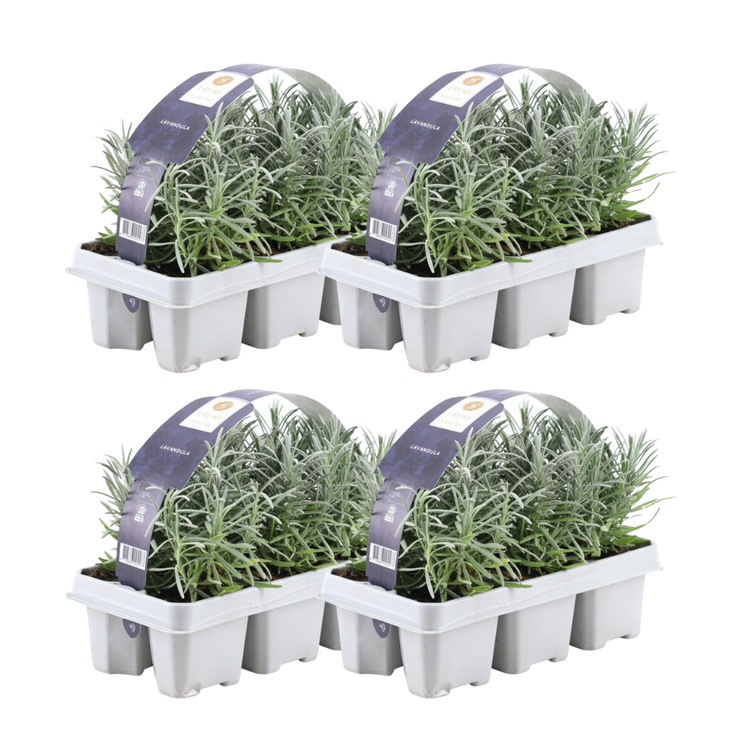 Lavande officinale en godet - Lavandula angustifolia - pot Ø7 cm