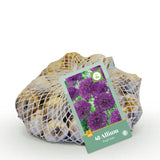 Green boutiQ - Bloembollen - Allium Purple Rain - Kleur Paars - 40 stuks - Bolmaat 10/12