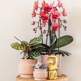 Orchidée Phalaenopsis rose saumon Niagara Fall Narbonne - pot Ø12 cm
