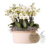 Orchidées Phalaenopsis blanches Blossom Lausanne en panier Cotton - bouquet de 3 - H 45 cm, pots Ø12 cm