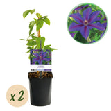 Green boutiQ - Klimplant - Clematis Mrs. N. Thompson - Bloem Roze - Weinig onderhoud -2 växtn -  Kruka 11cm Hoogte 40cm