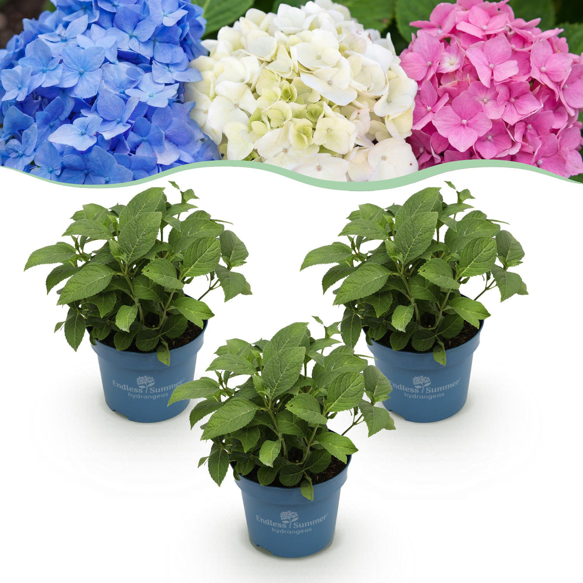 Green boutiQ - Trädgårdsväxt - Hydrangea Endless Summer Blå - Rosa - Vit - Hortensia - Vinterhård - Blå - Rosa - Vit - 3 Växter - Kruka 14cm - Höjd 20-25cm