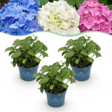 Green boutiQ - Trädgårdsväxt - Hydrangea Endless Summer Blå - Rosa - Vit - Hortensia - Vinterhård - Blå - Rosa - Vit - 3 Växter - Kruka 14cm - Höjd 20-25cm