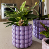 Kolibri Orchids | Växtnset Poppy Paars | Witte Lausanne orchidee 12 cm + groene plant 9 cm incl. sierpotten – vers van de kweker