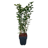 Green boutiQ - Haagväxtn - Ligustrum ovalifolium -  blad groen - 6 växtn - 1 strekkende meter - groenblijvend - kruka 17cm hoogte 55cm
