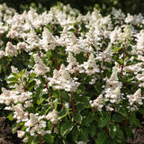 Green boutiQ - Tuinplant - Hydrangea panniculata Living Infinity - Pluimhortensia - Winterhard - Wit - 1 Plant - Kruka 12cm - Hoogte Hoogte 20-30cm
