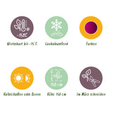 Green boutiQ - Terrasplant - Japanse Esdoorn - Acer palmatum Skeetsers Broom - Paars - 2 Växtn - Bladverliezend - Kruka 19cm Hoogte 70cm