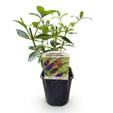 Green boutiQ - Vlinderstruik - Buddleja davidii Empire Blue- Bloem Blauw - 1 Plant - Bladverliezend - Vlinderlokkend -  Kruka 17cm Hoogte 25cm