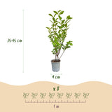 Kit haie Troène de Californie - H 35-45 cm, pot Ø9 cm