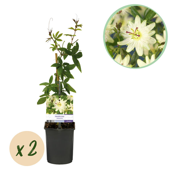 Green boutiQ - Passiebloem - Passiflora Avalanche  - Bloem  Wit  - Weinig onderhoud - 2 växtn - Kruka 11cm Hoogte 40cm