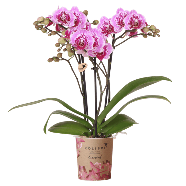 Orchidée Phalaenopsis rose et violette Diamond El Salvador - H 35 cm, pot Ø9 cm