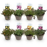 Green boutiQ - Bodembedekker - Winterhard - Delosperma Jewel of Dessert - 8 Växtn - Kleuren Rood - Oranje - Paars - Roze - Weinig Onderhoud - Kruka 14 Hoogte 17