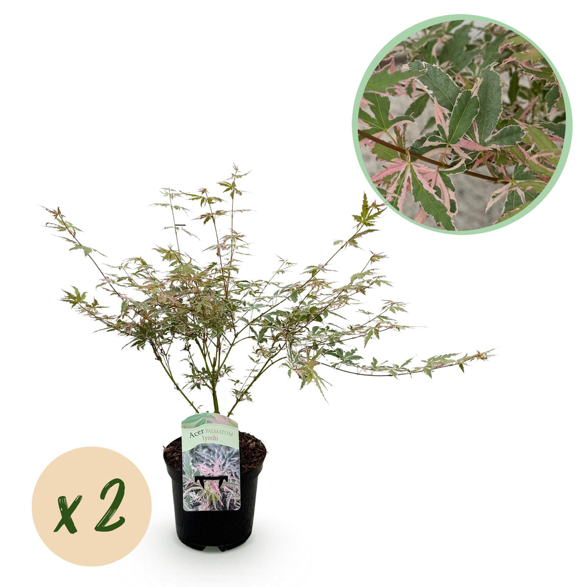 Green boutiQ - Terrasplant - Japanse Esdoorn - Acer palmatum Iyoshi - Roze - 2 Växtn - Bladverliezend - Kruka 19cm Hoogte 70cm
