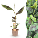 Green boutiQ - Fruitplant - Japanse vezelbanaan - Musa Ever Red - Winterhard - Kruka 21cm Hoogte 90cm