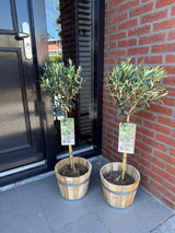 Green boutiQ - Tuinplant - Olea Europaea - Plant op stam - Terras Plant - Bladhoudend - Weinig Onderhoud - Kruka 19cm Hoogte 90cm