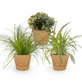 Green boutiQ - Kamerplant - Cyperus - Calissia - Chlorophytum - Mix van 3 - Huisdiervriendelijke Växtn - Groen - 3 Växtn - met Mand - Kruka 12cm - Hoogte 20cm