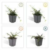 Cotonéaster Queen of Carpets en godet - Cotoneaster procumbens - H 10-25 cm, pot Ø9 cm - photo 4