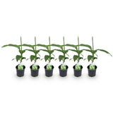 Green boutiQ - Fruitplant - Bananen plant - Musa Basjoo - Winterhard - 6 växtn - Kruka 12cm Hoogte 30cm