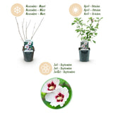 Green boutiQ - Trädgårdsväxt - Hibiskus syriacus Hamabo - Trädgård Hibiskus - Winterhard - Vit - Rosa - 3 växter - Kruka 17cm - Höjd 45cm