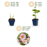 Anémone du Japon Reine Charlotte - H 15-25 cm, pot Ø11 cm