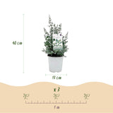 Green boutiQ - Terrasplant - Eucalyptus boom - Eucalyptus gunni  - Grijs - 6 Växtn - Winterhard - Kruka 17cm Hoogte 40cm