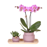 Orchidée Phalaenopsis rose-violet Mineral Frederikstad et succulente - coffret Allure violet