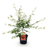Green boutiQ - Terrasplant - Japanse Esdoorn - Acer palmatum Pink Dwarf - Roze - 1 Plant - Bladverliezend - Kruka 19cm Hoogte 70cm