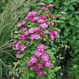 Green boutiQ - Klimplant - Clematis Ville de Lyon - Bloem Roze - Weinig onderhoud -2 växtn -  Kruka 11cm Hoogte 40cm