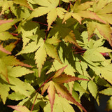 Green boutiQ - Terrasplant - Japanse Esdoorn - Acer palmatum Summergold - Geel - 2 Växtn - Bladverliezend - Kruka 19cm Hoogte 70cm