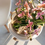 Kolibri Orchids | oudroze Phalaenopsis orchidee - Jewel Treviso - potmaat Ø9cm | bloeiende kamerplant - vers van de kweker