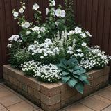 Kit de vivaces à fleurs blanches en mélange - H 15-25 cm, pot Ø11 cm - photo 4