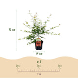 Green boutiQ - Terrasplant - Japanse Esdoorn - Acer palmatum Pink Dwarf - Roze - 1 Plant - Bladverliezend - Kruka 19cm Hoogte 70cm
