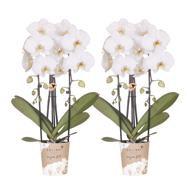 Orchidées Phalaenopsis blanches Niagara Fall White- pot Ø12 cm