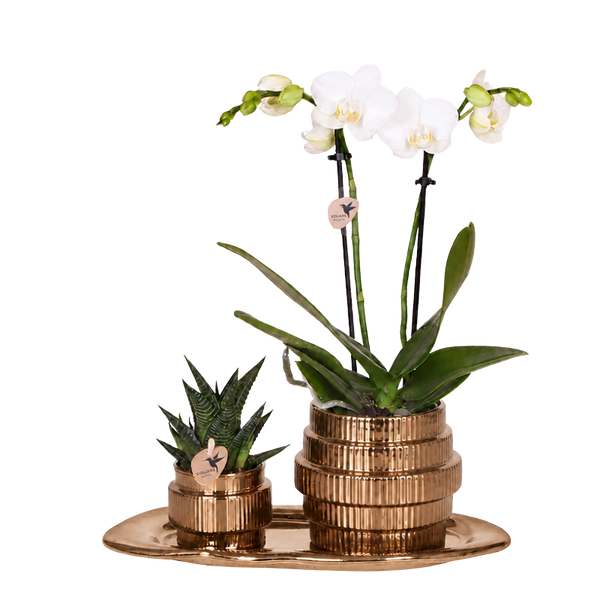 Orchidée Phalaenopsis blanche Mineral Amabilis et succulente - coffret Allure Shiny bronze - pot Ø9 cm