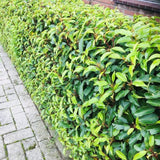 Green boutiQ - Haagväxtn - Prunus lusitanica Angustifolia - blad groen - 6 växtn - 1 strekkende meter - groenblijvend - kruka 17cm hoogte 50cm