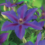 Green boutiQ - Klimplant - Clematis Mrs. N. Thompson - Bloem Roze - Weinig onderhoud -2 växtn -  Kruka 11cm Hoogte 40cm
