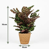 Green boutiQ - Kamerplant - Pauwenplant - Calathea Makoyana - Groen - Weinig onderhoud - 1 Plant - met Mand - Kruka 19cm - Hoogte 70cm